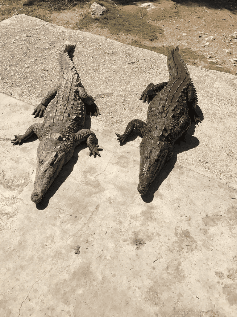 Alligator hatchlings, realistic statues, outdoor zoo exhibit, wildlife conservation display, reptile habitat, educational animal display, questfordirections.com.