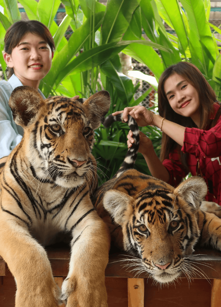 Tigers with children at sanctuary, fun wildlife experience for visitors, close encounter with majestic animals.