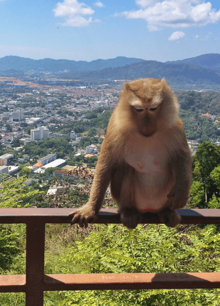 Monkey sitting on railing overlooking cityscape and mountains, scenic view, wildlife adventure, QuestForDirections.