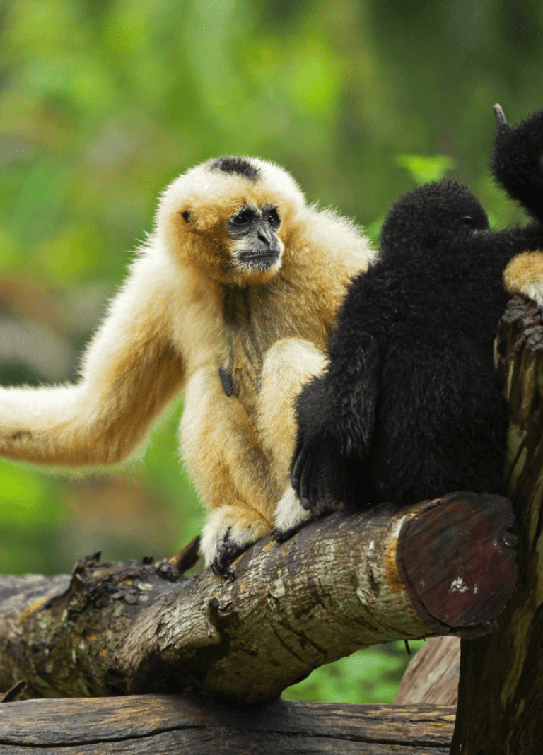Cute baby gibbons resting on a tree branch in the rainforest.