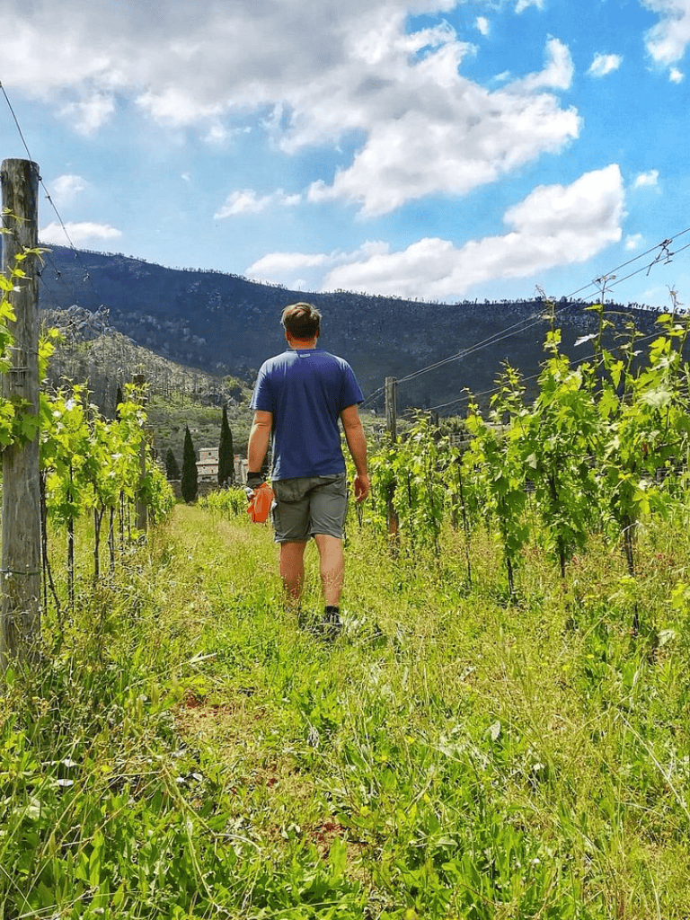Vineyard landscape with a man walking through grapevines under a blue sky with clouds.