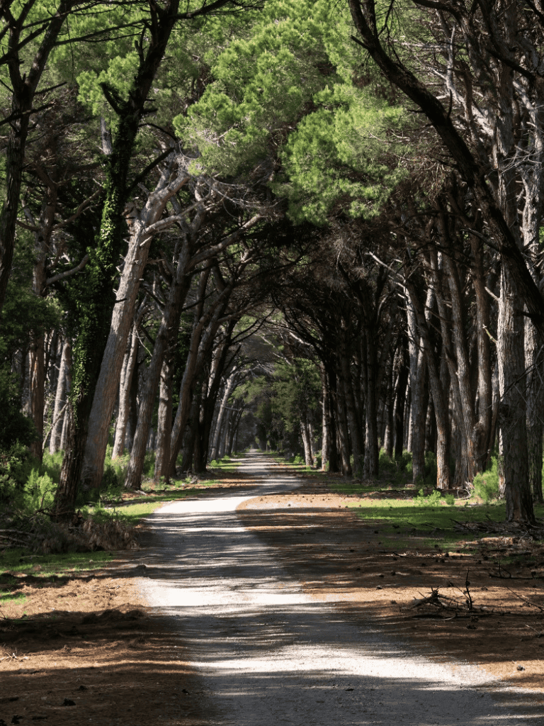 Lush tree-lined dirt road with natural tunnel effect, perfect for scenic drives or peaceful walks.