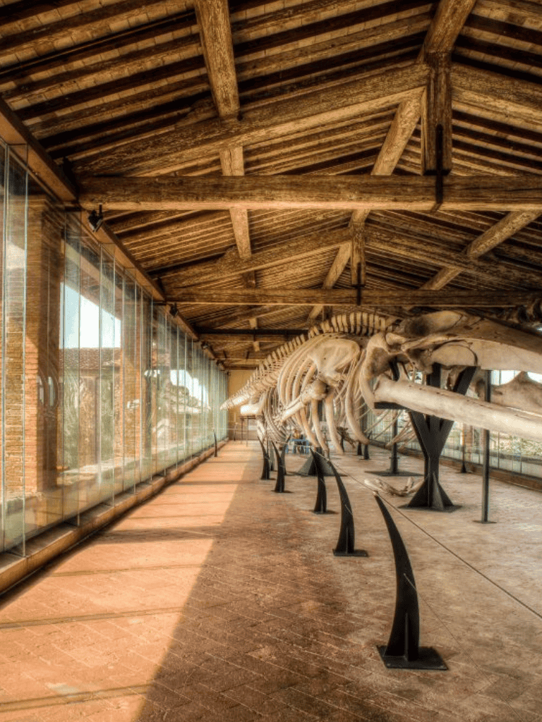 Fossil skeleton exhibit at Quest For Directions Museum, showcasing prehistoric dinosaur bones.