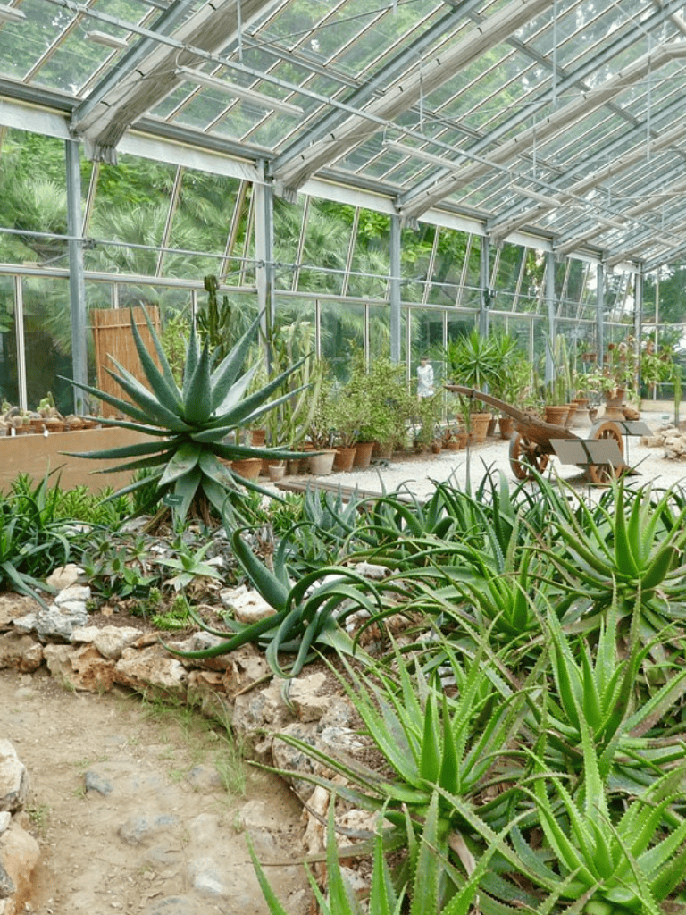Lush indoor botanical greenhouse with various succulents and cacti inside a glass conservatory.
