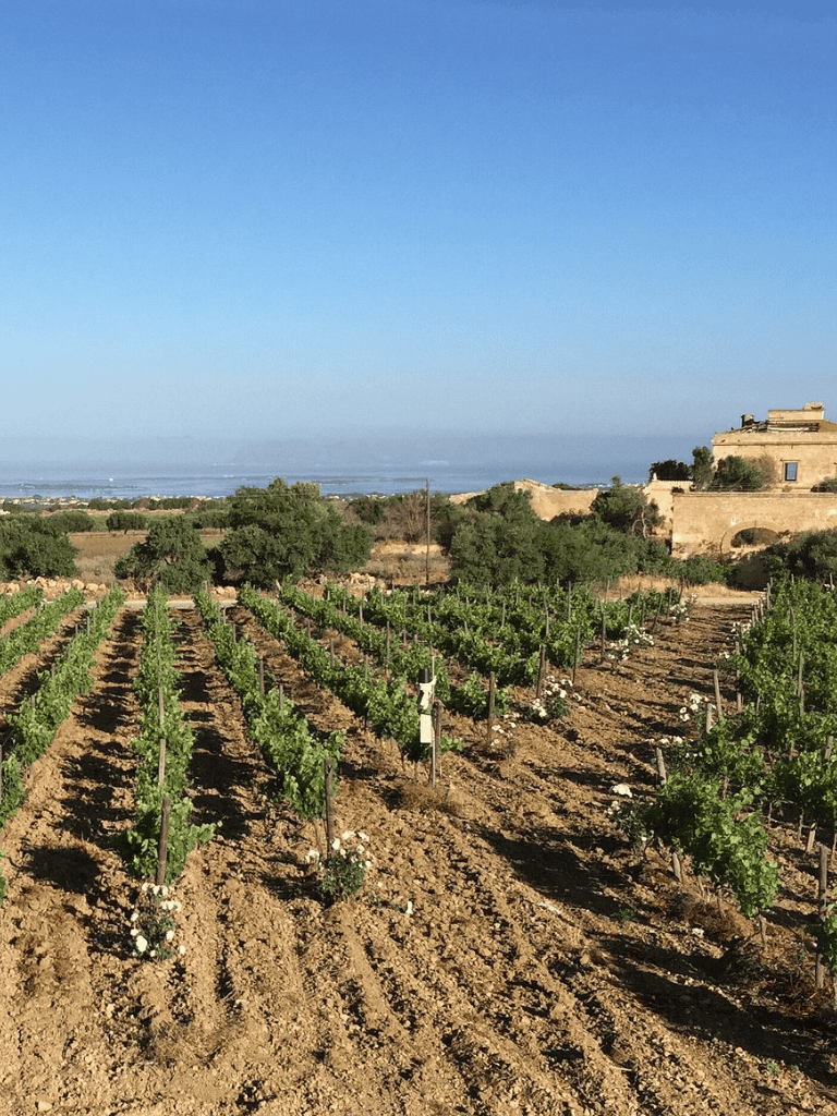 Vineyard landscape with ocean view, sunny weather, and historic buildings in the background.