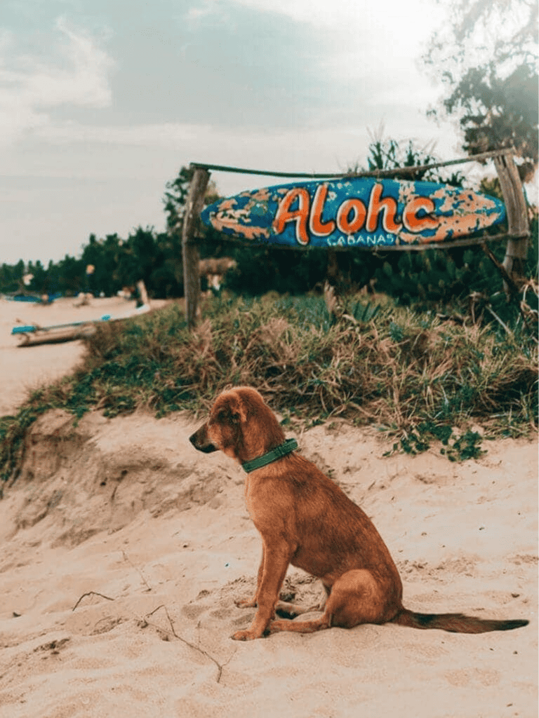 Aloha surfboard sign on a beach with a relaxed dog sitting on sand in the foreground.
