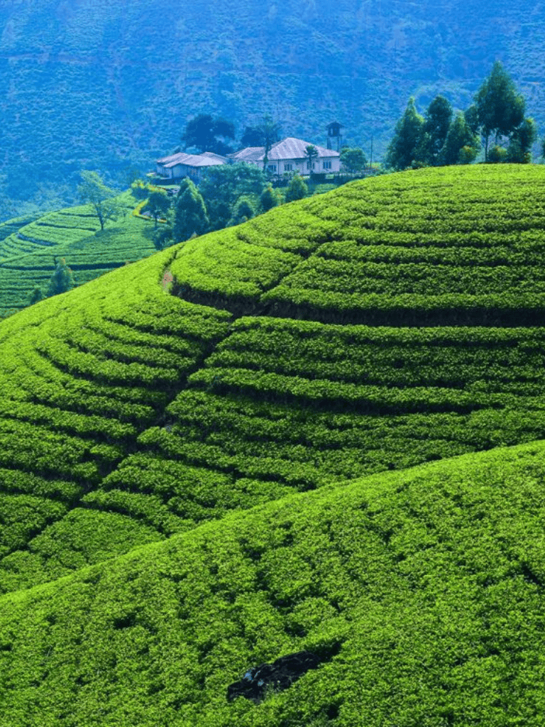Lush green tea plantations on rolling hills with a house in the background, scenic mountain landscape.