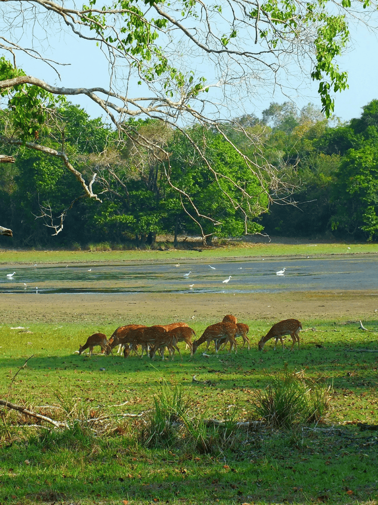 Wildlife at the Quest For Directions nature reserve, featuring deer and waterfowl in lush green surroundings.