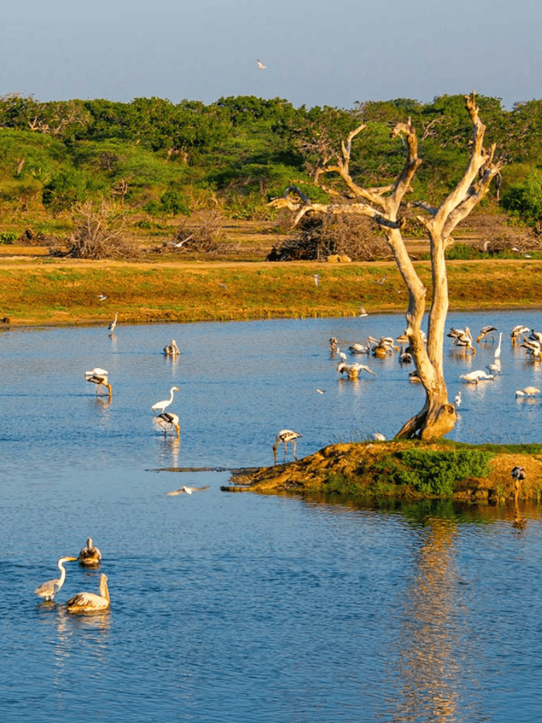 Serene wetland with herons and swans, lush greenery, and a leafless tree along the shoreline.