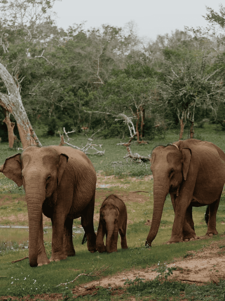 Majestic elephants with calves in lush jungle landscape, wildlife safari, nature photography, quest for nature adventures.