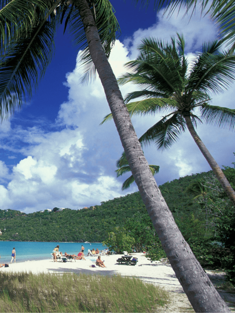 Tranquil beach with palm trees and turquoise water, perfect for vacation relaxation.