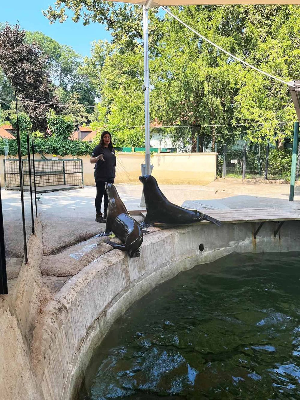 Sea lion training at Quest for Directions, engaging animals and visitors in wildlife education.