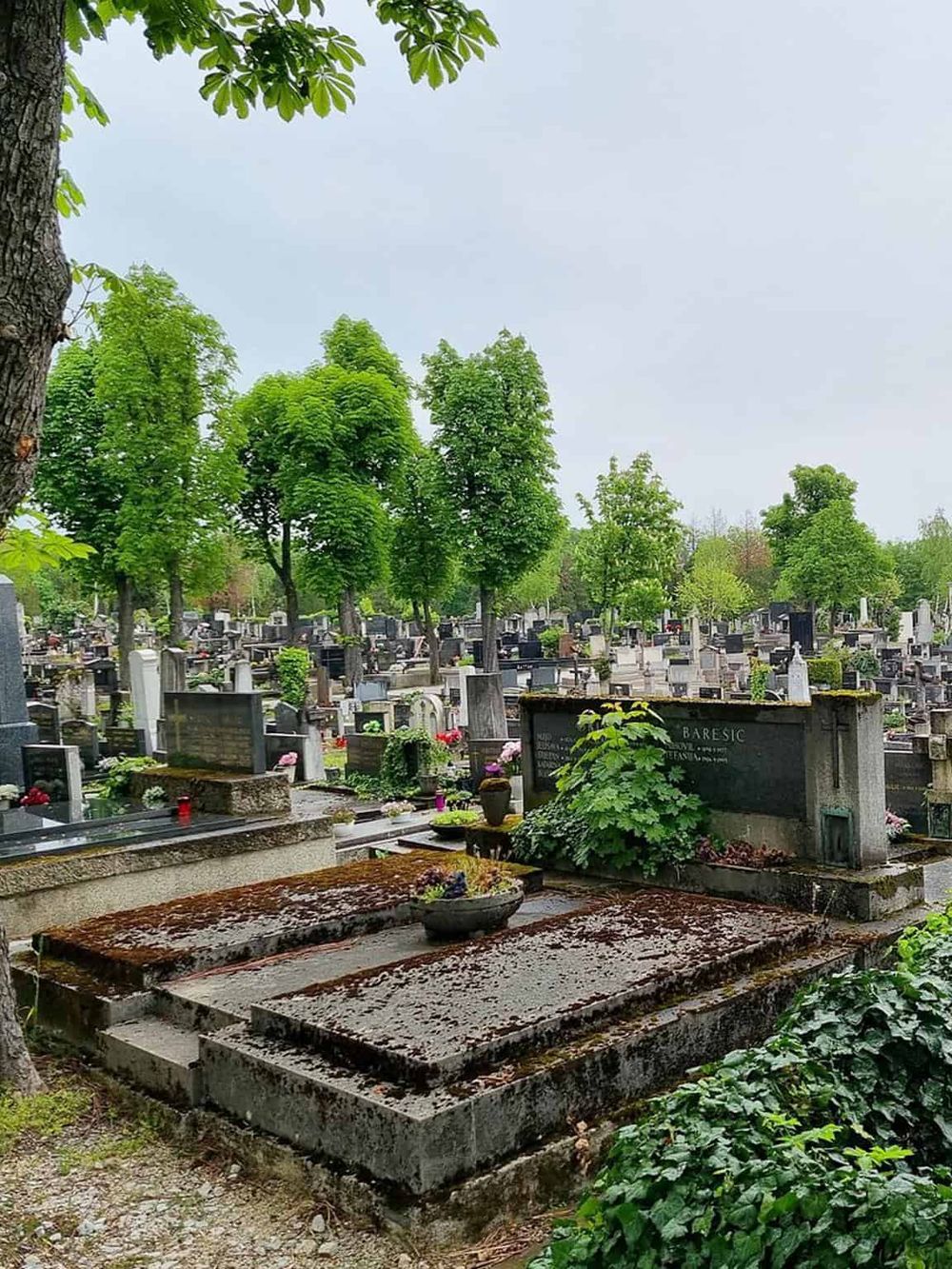 Lush green cemetery with mature trees and well-maintained gravestones, peaceful and serene outdoor setting.