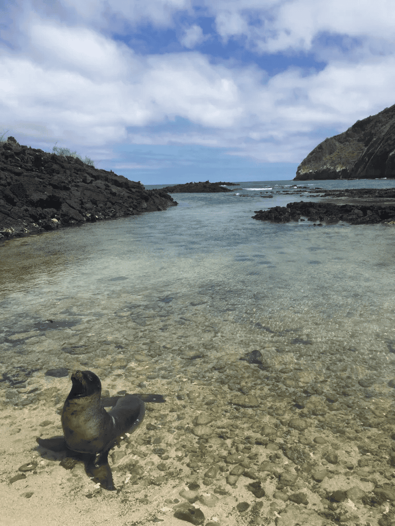 Seaside seal resting on rocky beach with clear ocean water and coastal cliffs in background.