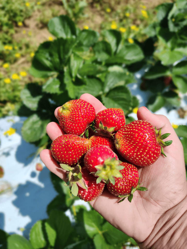 Vibrant ripe strawberries harvested from a garden farm, ready to enjoy or use in recipes. Perfect for fresh fruit lovers.