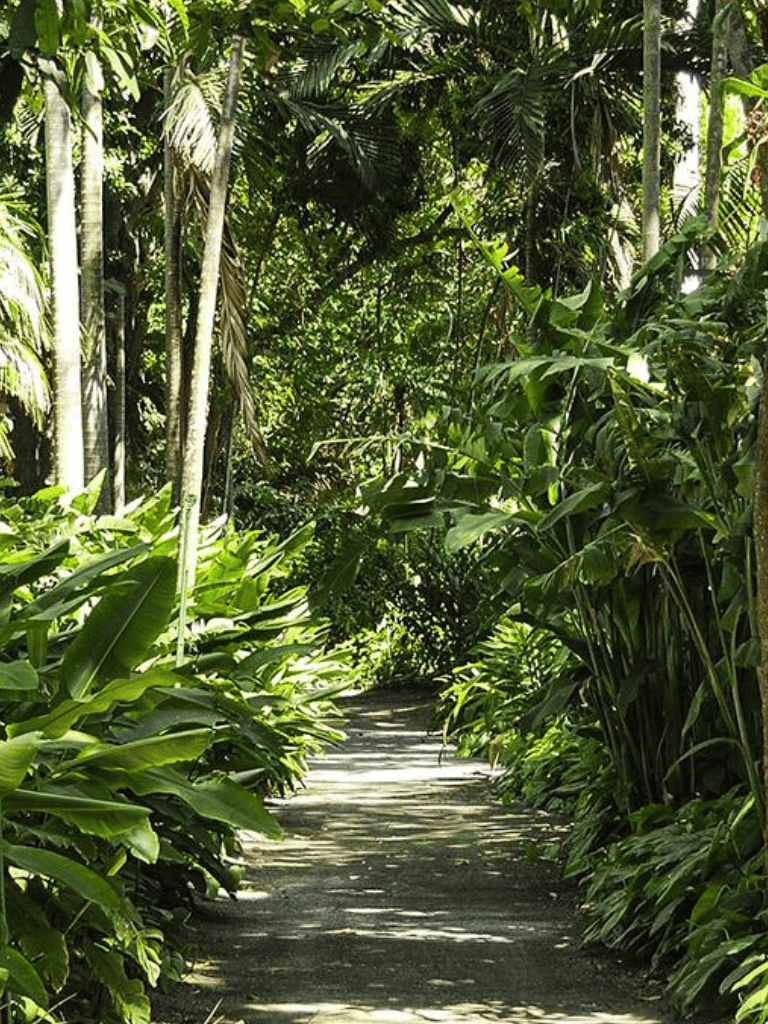 Lush tropical jungle trail with dense green foliage for nature exploration and adventure.