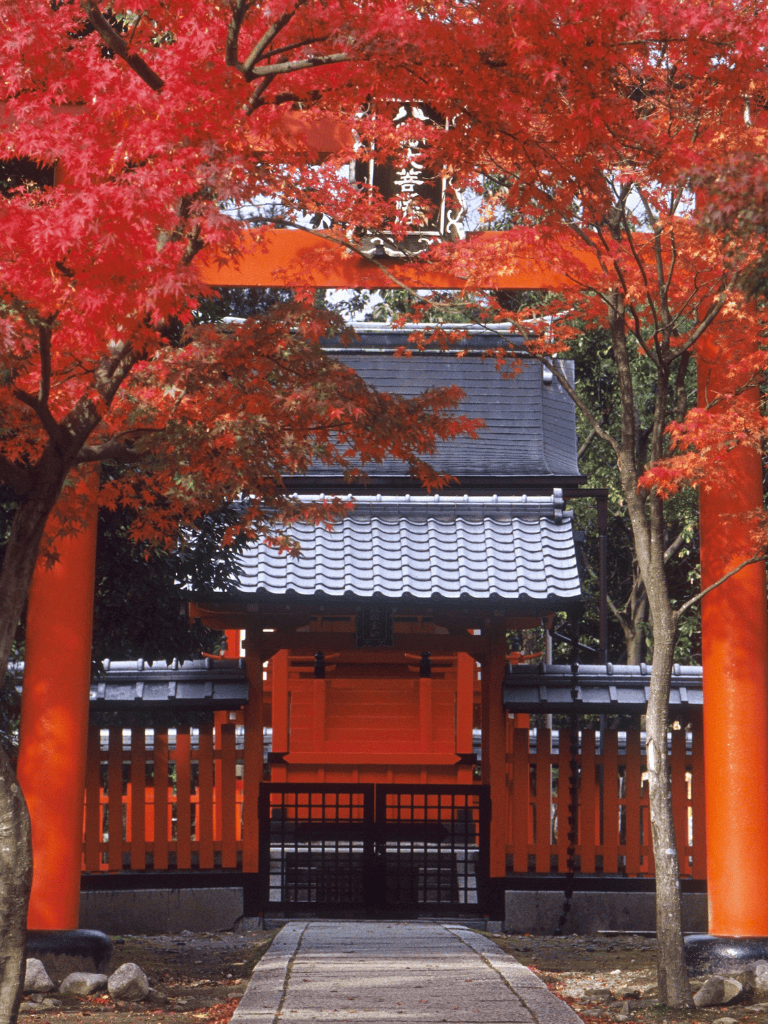 Ancient Japanese shrine gate surrounded by vibrant autumn red maple trees, peaceful cultural site, traditional architecture, peaceful forest setting.
