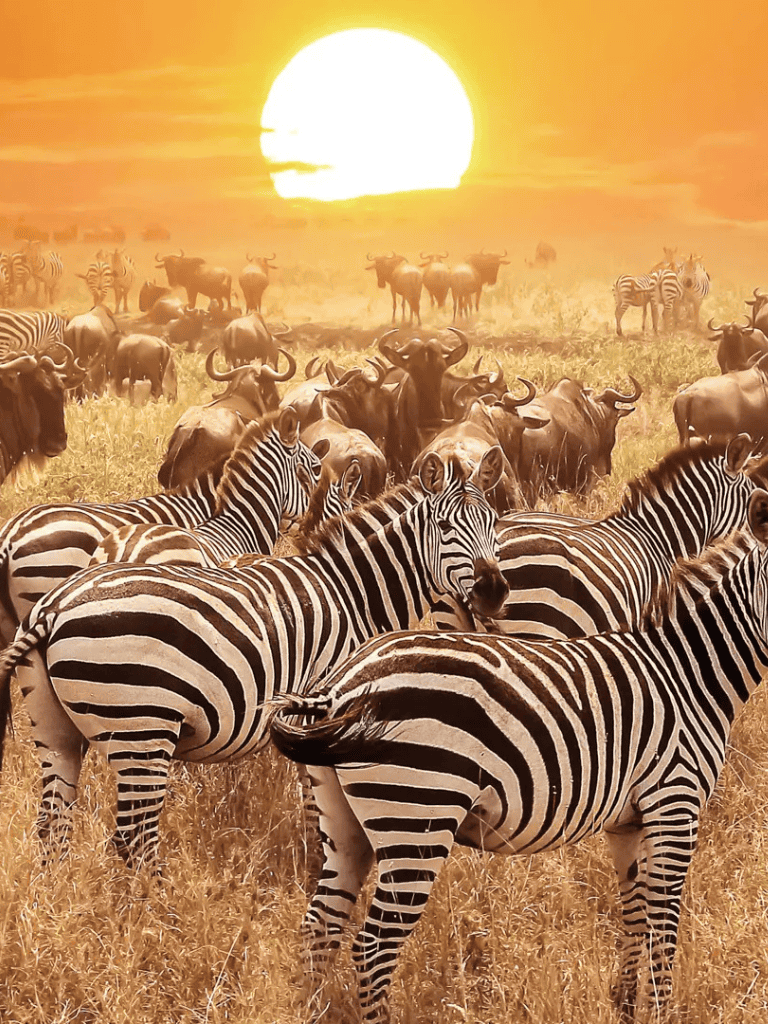 Zebras and wildebeests during sunset in African savannah landscape, wildlife, nature photography, QuestForDirections.