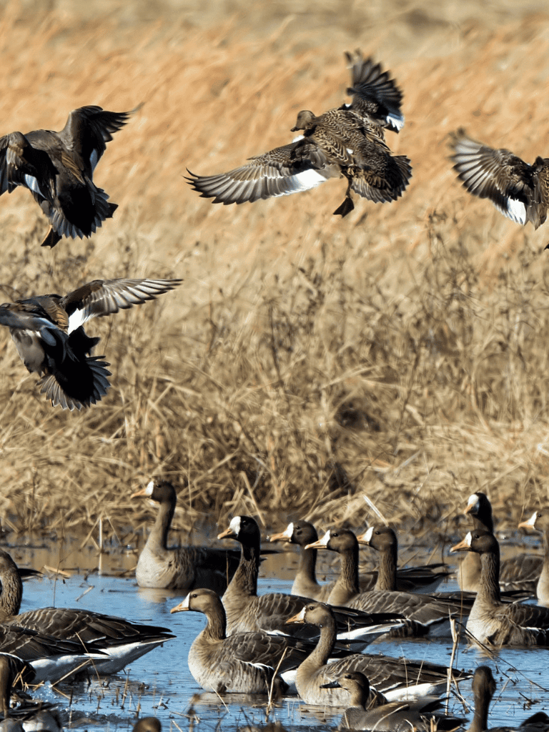 Flying ducks at a wetlands habitat, ideal for birdwatching and nature photography.