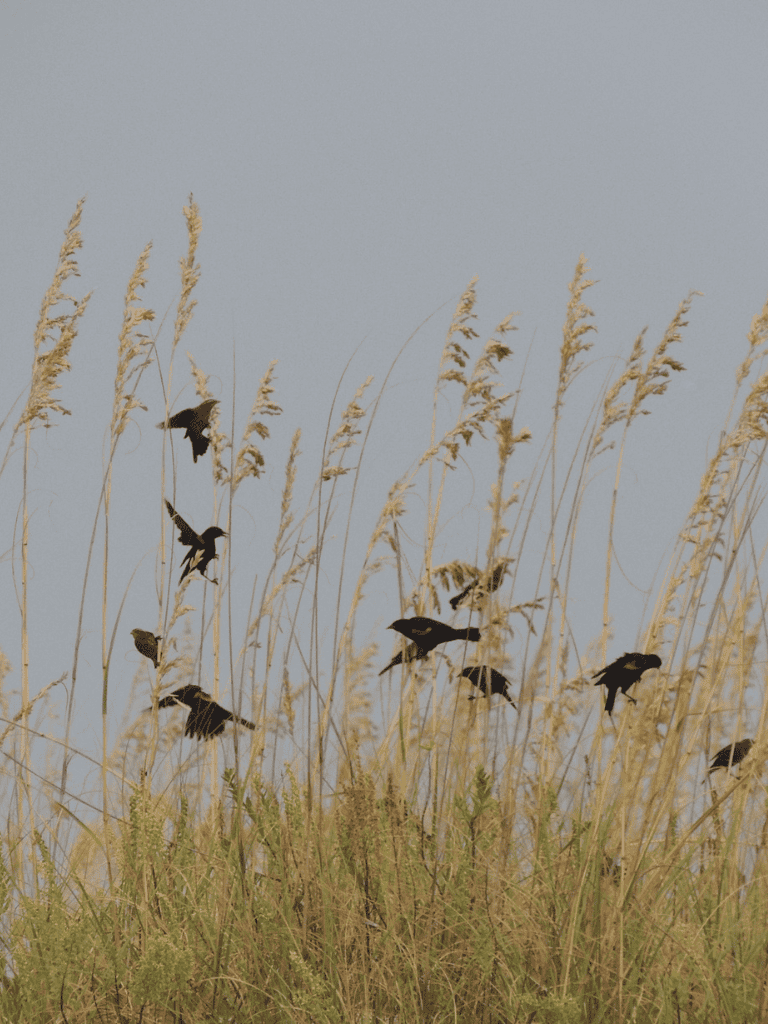 Birds flying over tall grass against a cloudy sky, showcasing nature and wildlife.