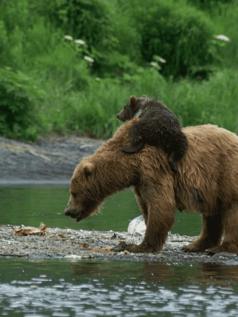 Majestic bears with a playful young cub by the riverside in lush green wilderness.