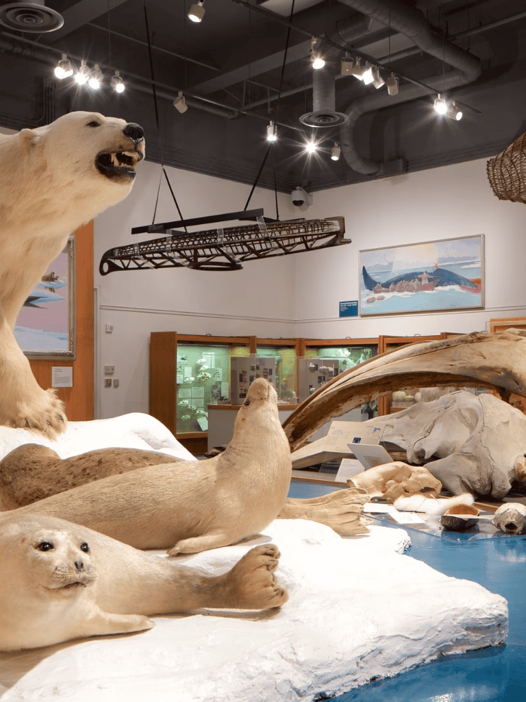1. Polar bears and seals display at the natural history museum exhibit.