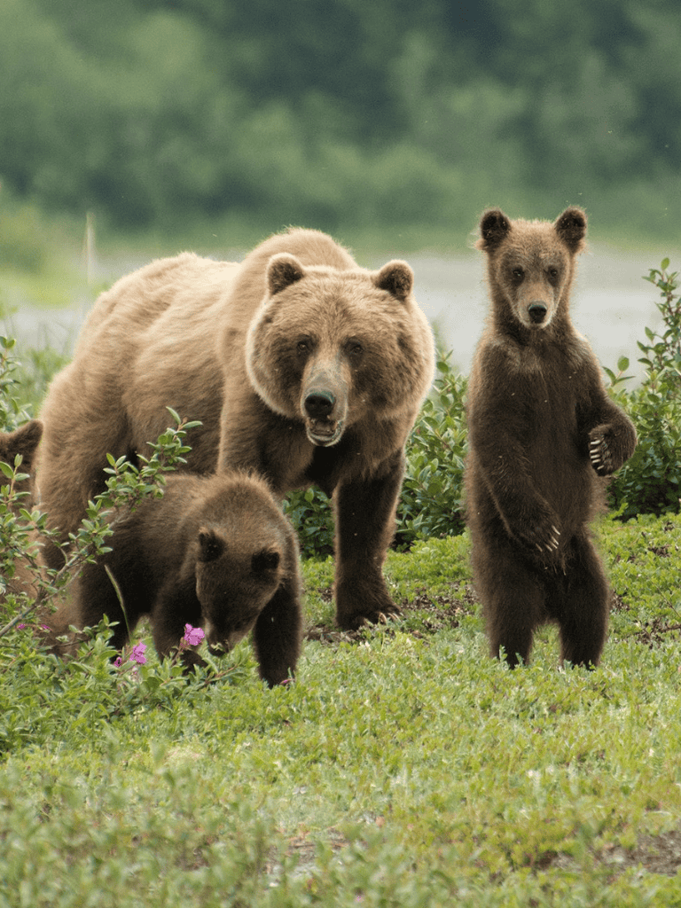 Brown bears and cubs walking in nature, wildlife photography for adventure travel and outdoor exploration.