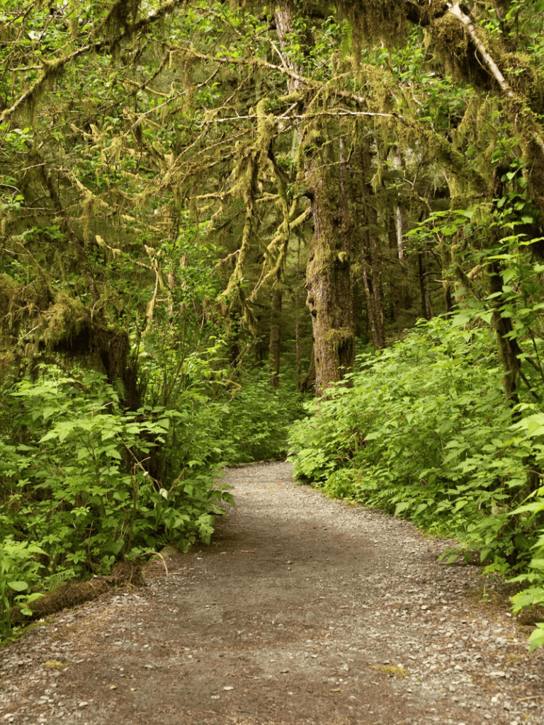 Lush green forest trail in dense woodland with tall trees and vibrant foliage.