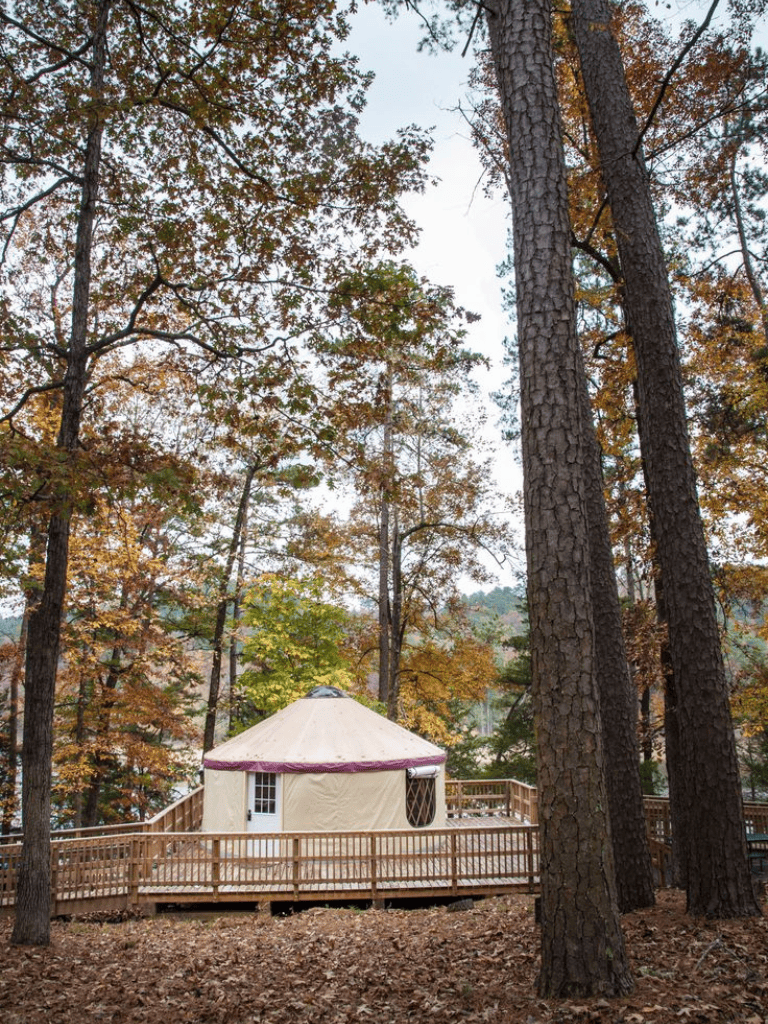 Secluded yurt camping site surrounded by tall pine trees in a forest setting.