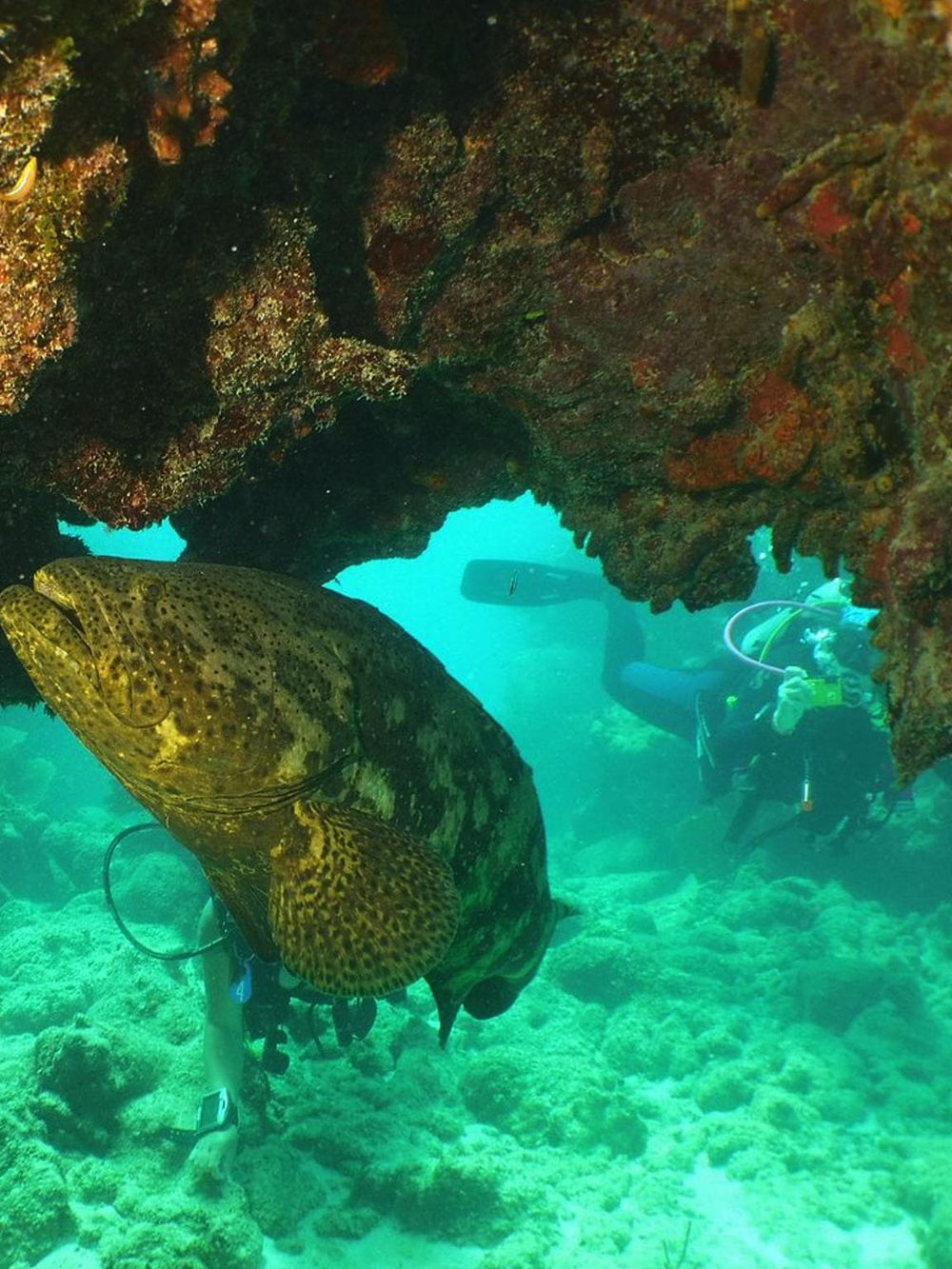Scuba diver exploring vibrant ocean coral reef with large fish and underwater rock formations.