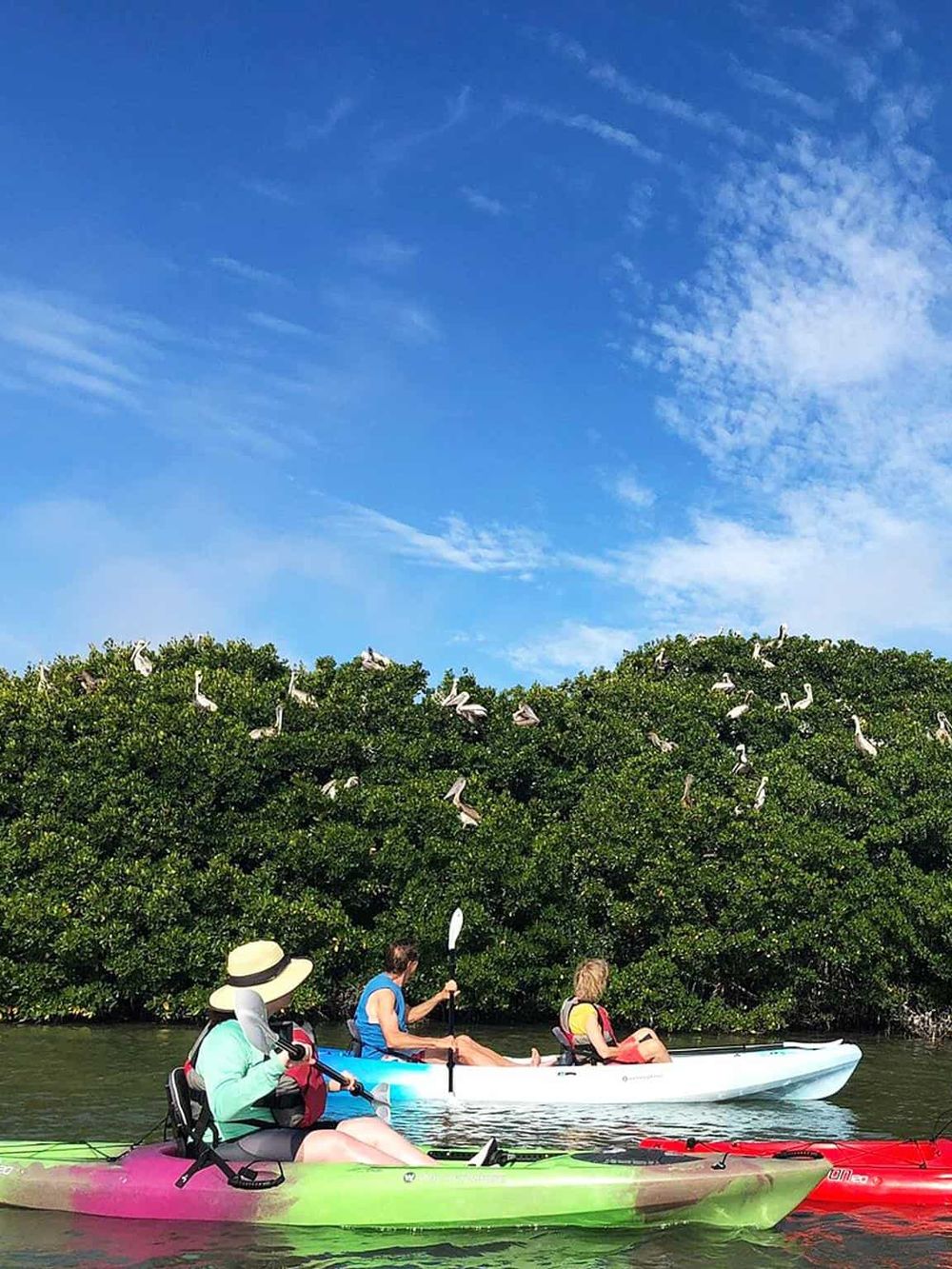Kayakers exploring nature with birdwatching on a lush green mangrove, vibrant sky, and calm waters for outdoor adventure enthusiasts.