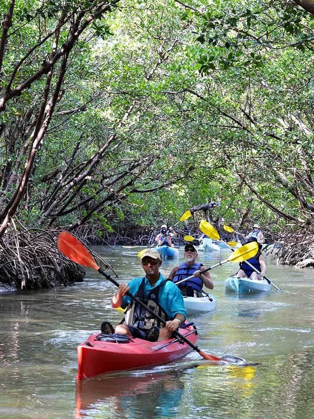 Kayakers exploring a lush mangrove river with dense greenery and calm waters.