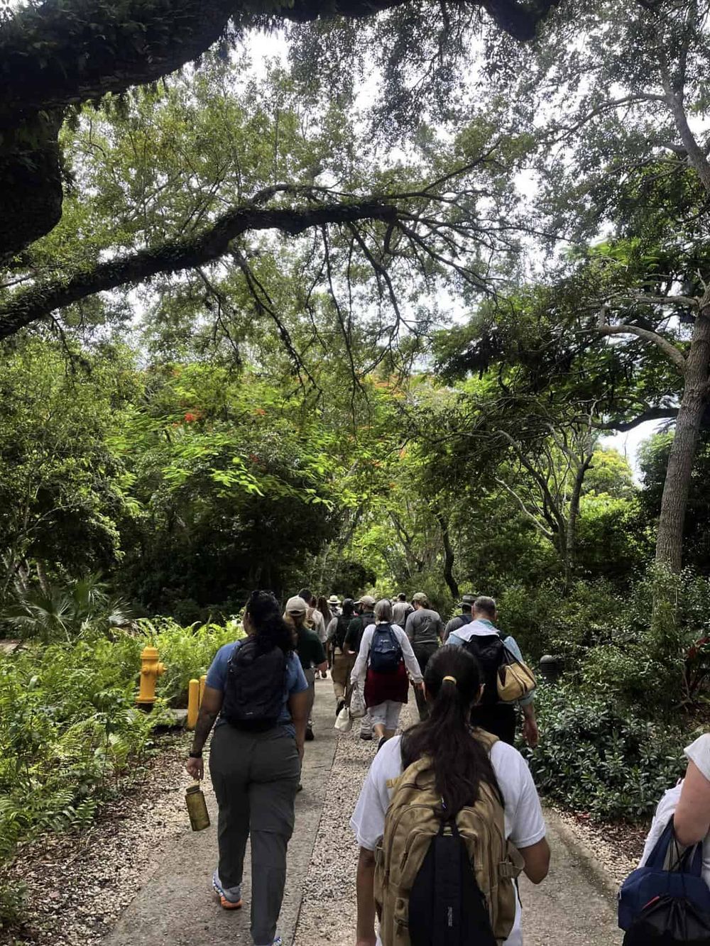 People hiking on a trail surrounded by lush green trees in the woods.