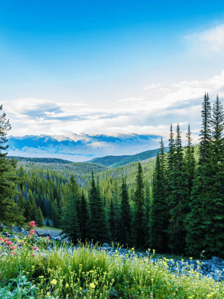 Scenic mountain landscape with lush green forests and snow-capped peaks in the distance.