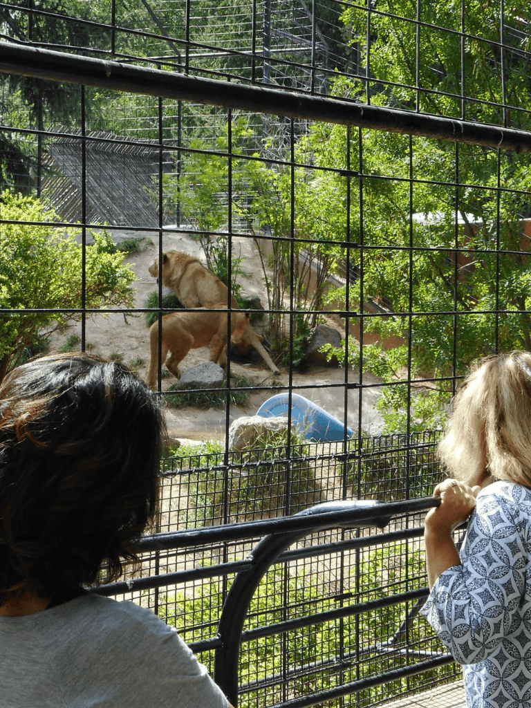 Lion enclosure at QuestForDirections wildlife sanctuary with visitors observing exotic animals.