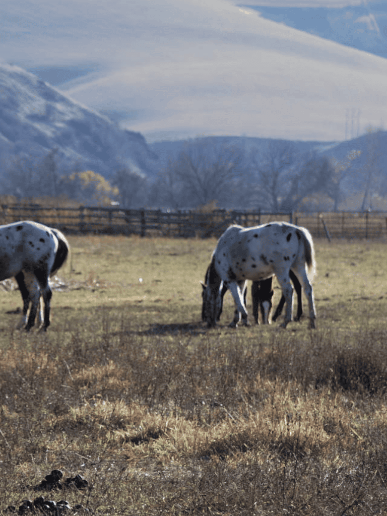 Spotted horses grazing in a scenic open field with mountains in the background.