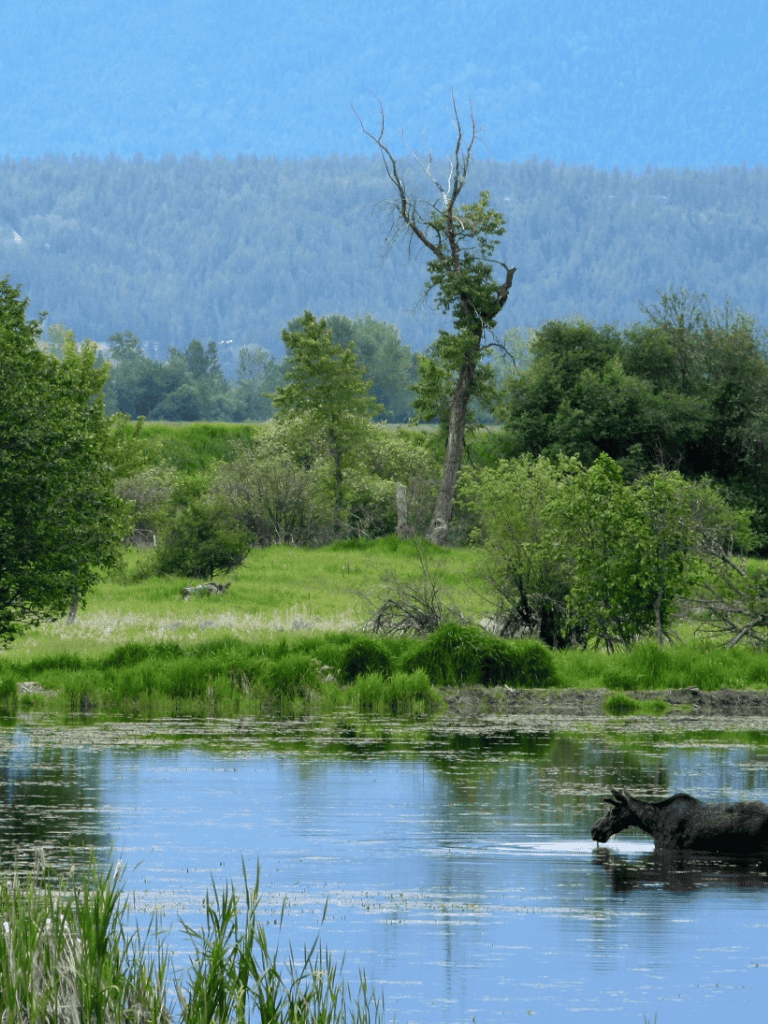 Beautiful riverside landscape with lush greenery and a horse crossing the water.