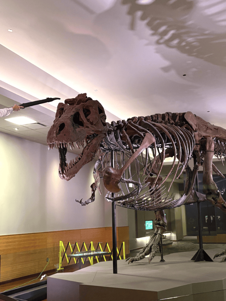 T. Rex dinosaur skeleton exhibit at the museum showcasing prehistoric fossils.