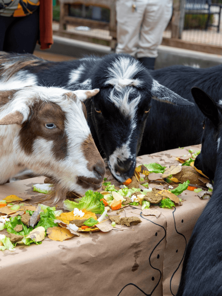 Goat feeding at petting zoo, farm animals, family-friendly petting zoo experience, outdoor animal encounter.