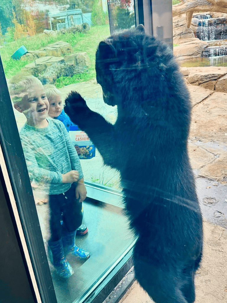 Curious bear cub peeks through glass at children during zoo visit, engaging with visitors and creating memorable wildlife encounters.