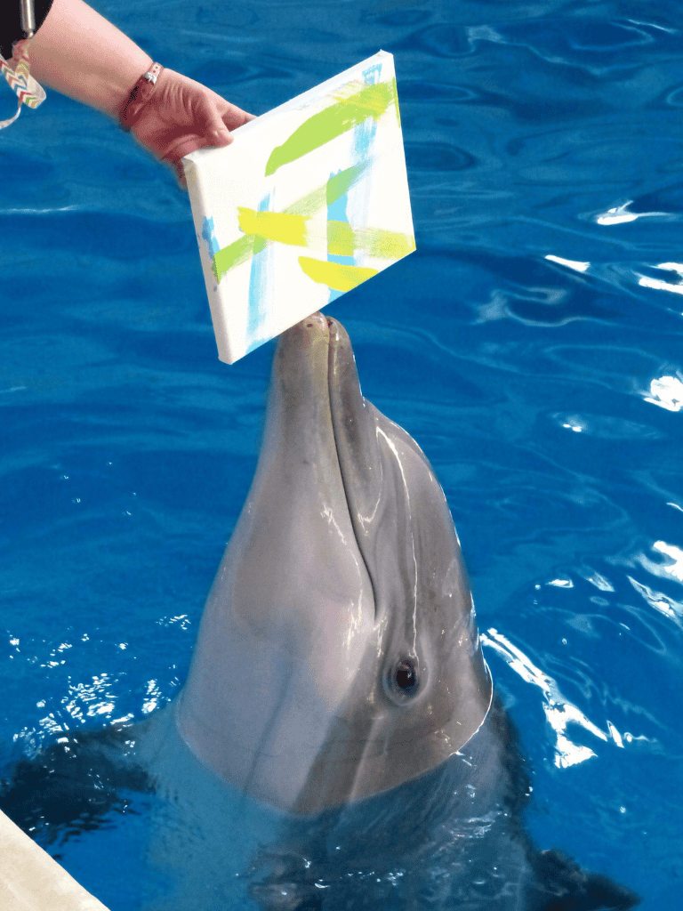 Dolphin reaching for book being held above water in an aquarium or marine park.