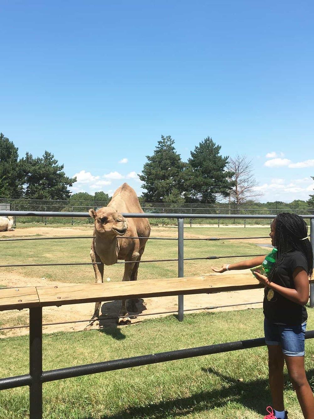Camel feeding at the zoo, animal encounter, outdoor wildlife experience, family fun activities, educational animal exhibit.