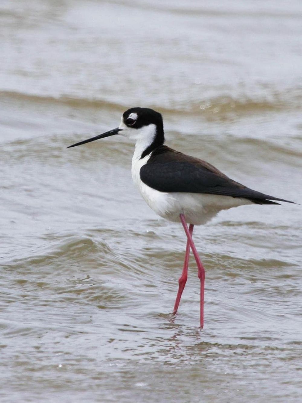 Striking black and white shorebird standing in shallow water with pink legs, natural wildlife scene.
