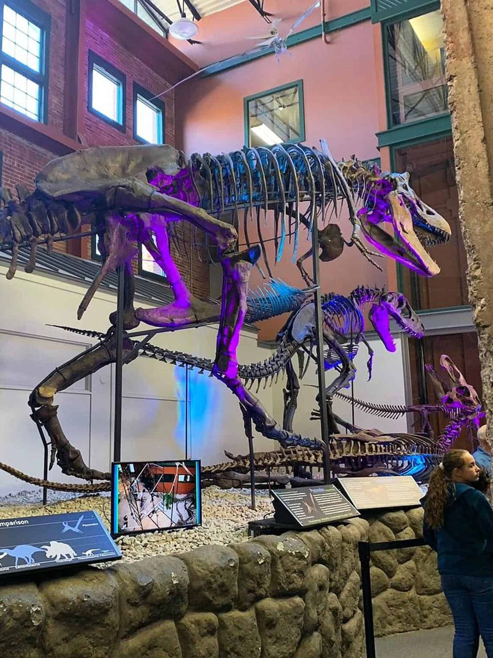 Fossil dinosaur skeleton exhibit at a natural history museum, educational and perfect for family visits.