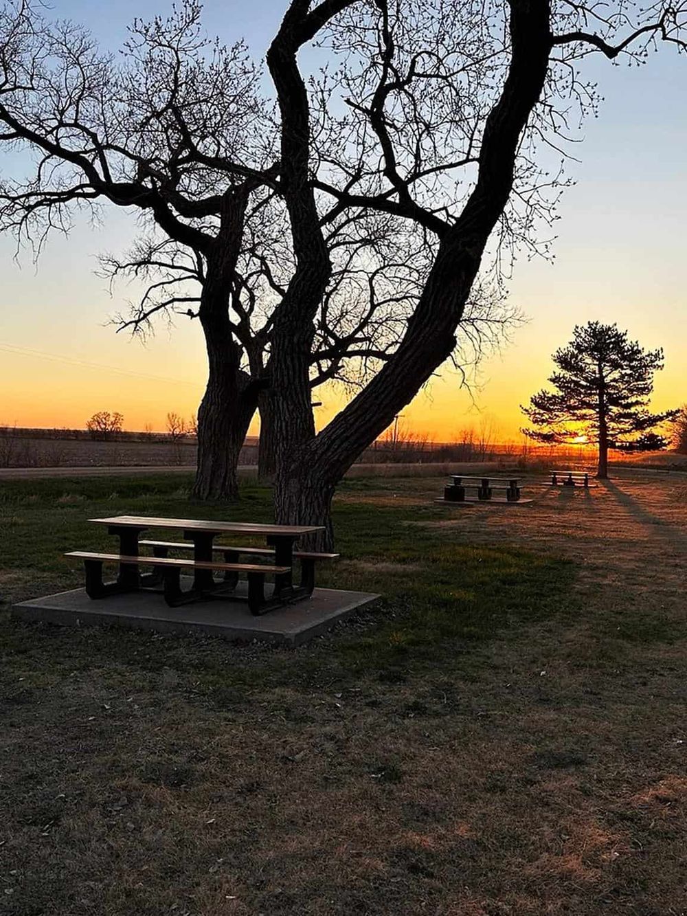 Beautiful park at sunset with large leafless tree and wooden picnic tables, ideal for outdoor relaxation.