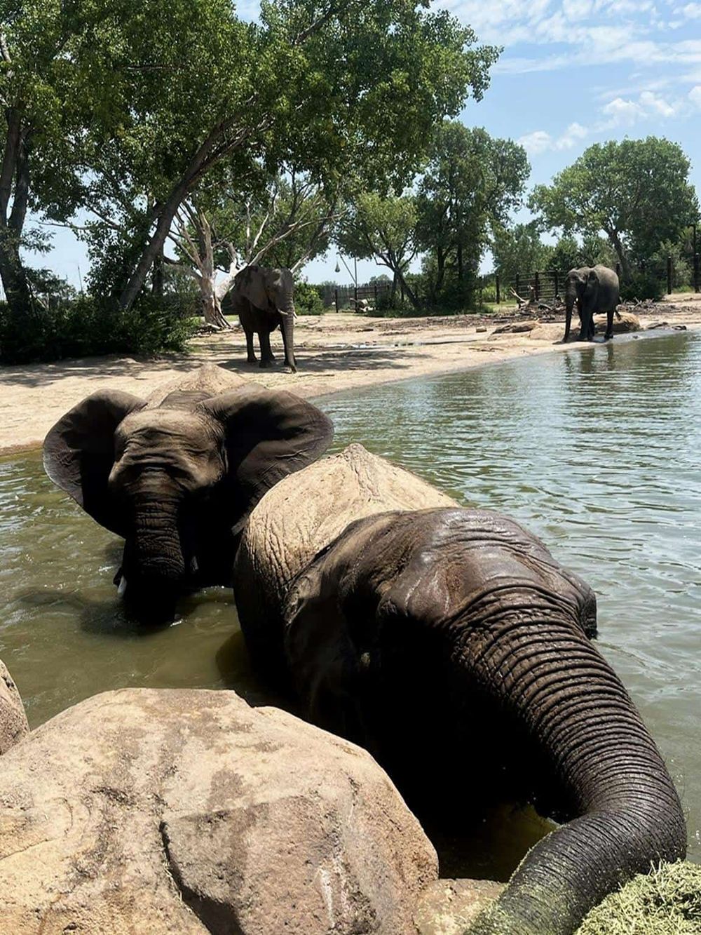 Elephants at zoo, water splash, wildlife sanctuary, family-friendly animal adventure, QuestForDirections.