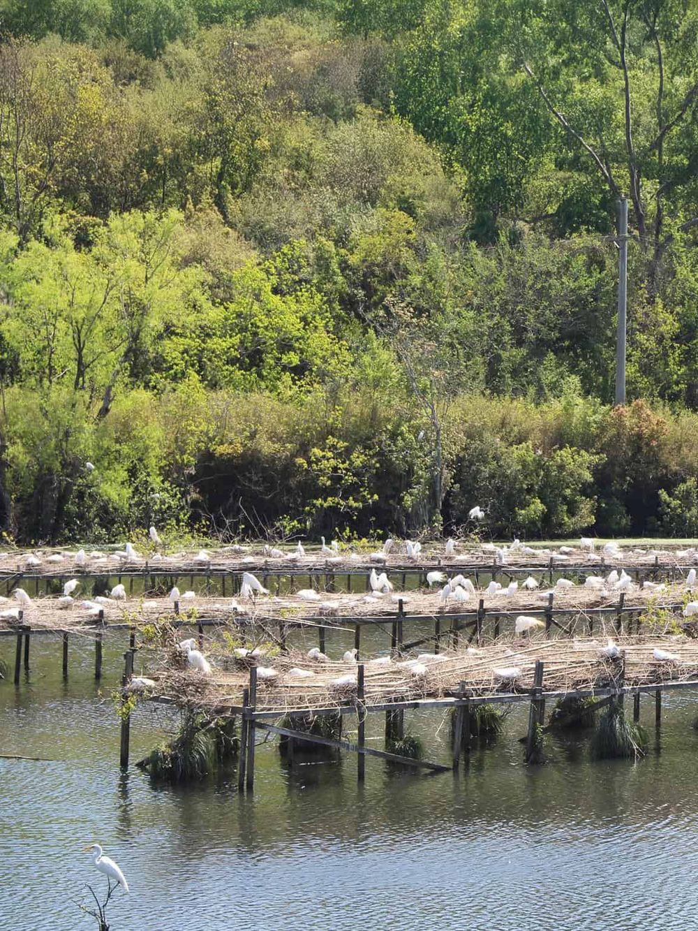 Serene lakeside scene with birds nesting on floating platforms amid lush green trees and dense foliage.