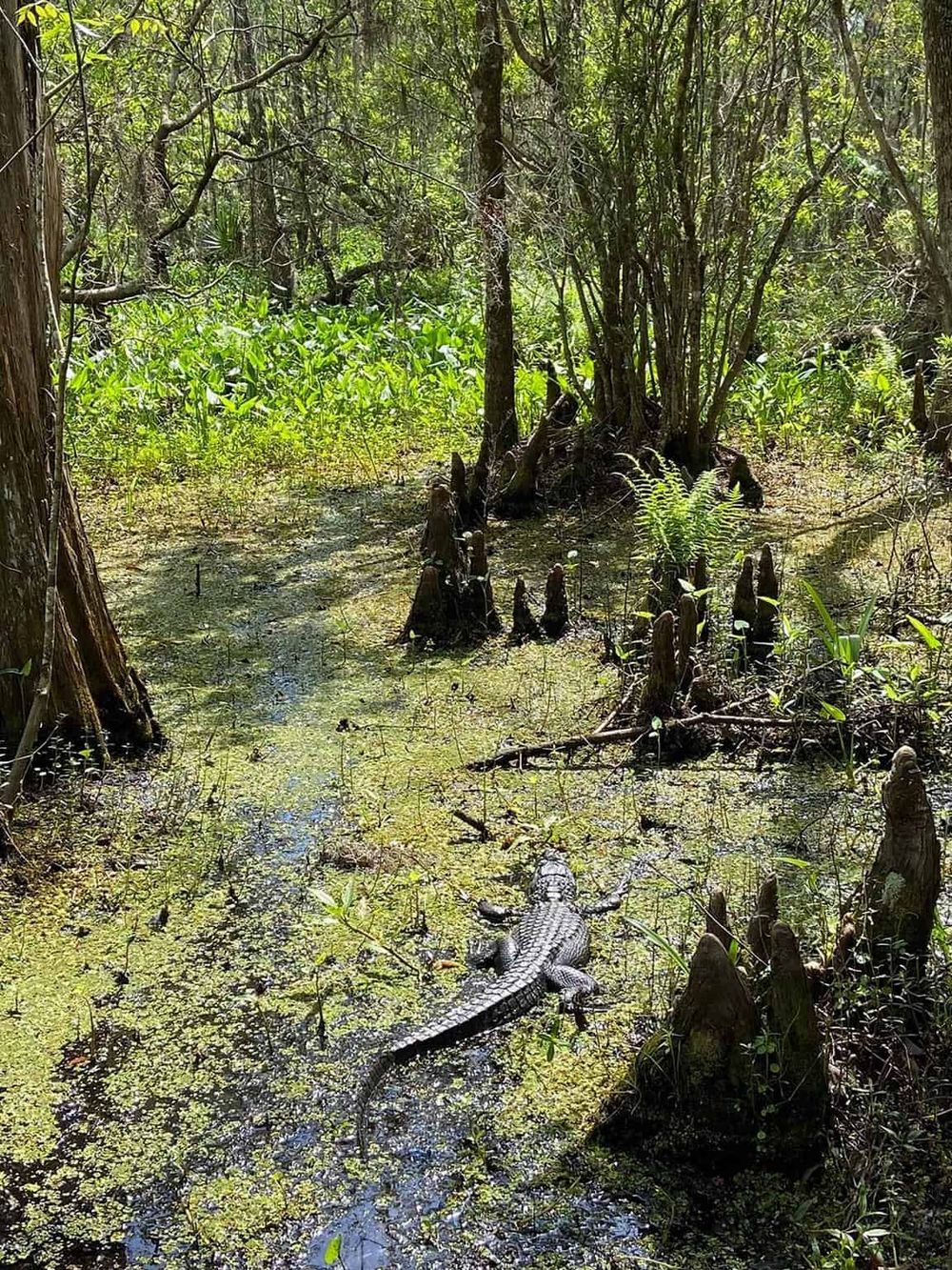 Crocodile resting in swampy wetland with dense vegetation and cypress knees under bright sunlight.