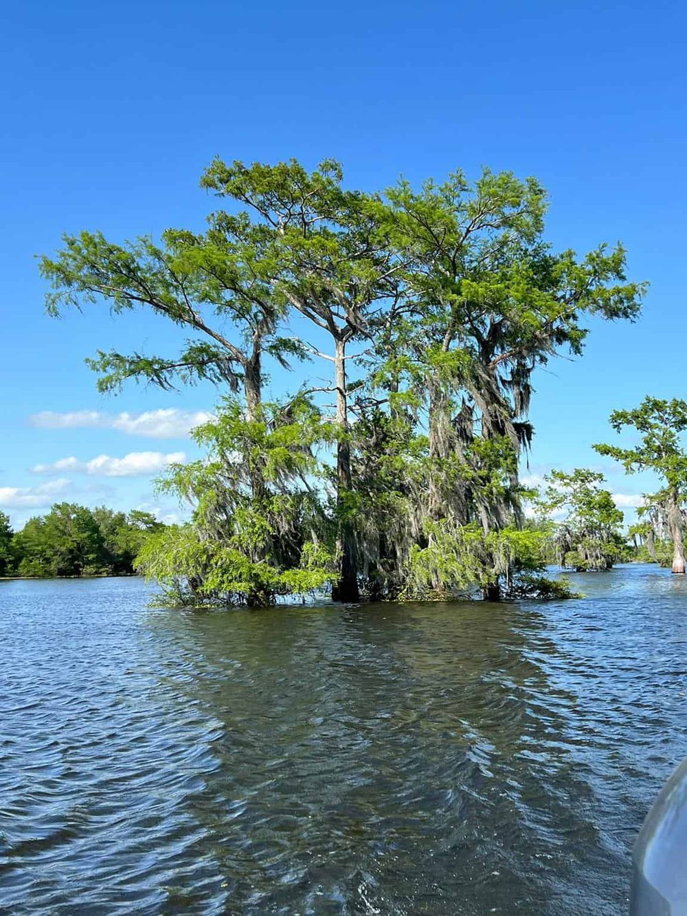 Lush swamp trees with hanging moss in a vibrant waterway under a bright blue sky.
