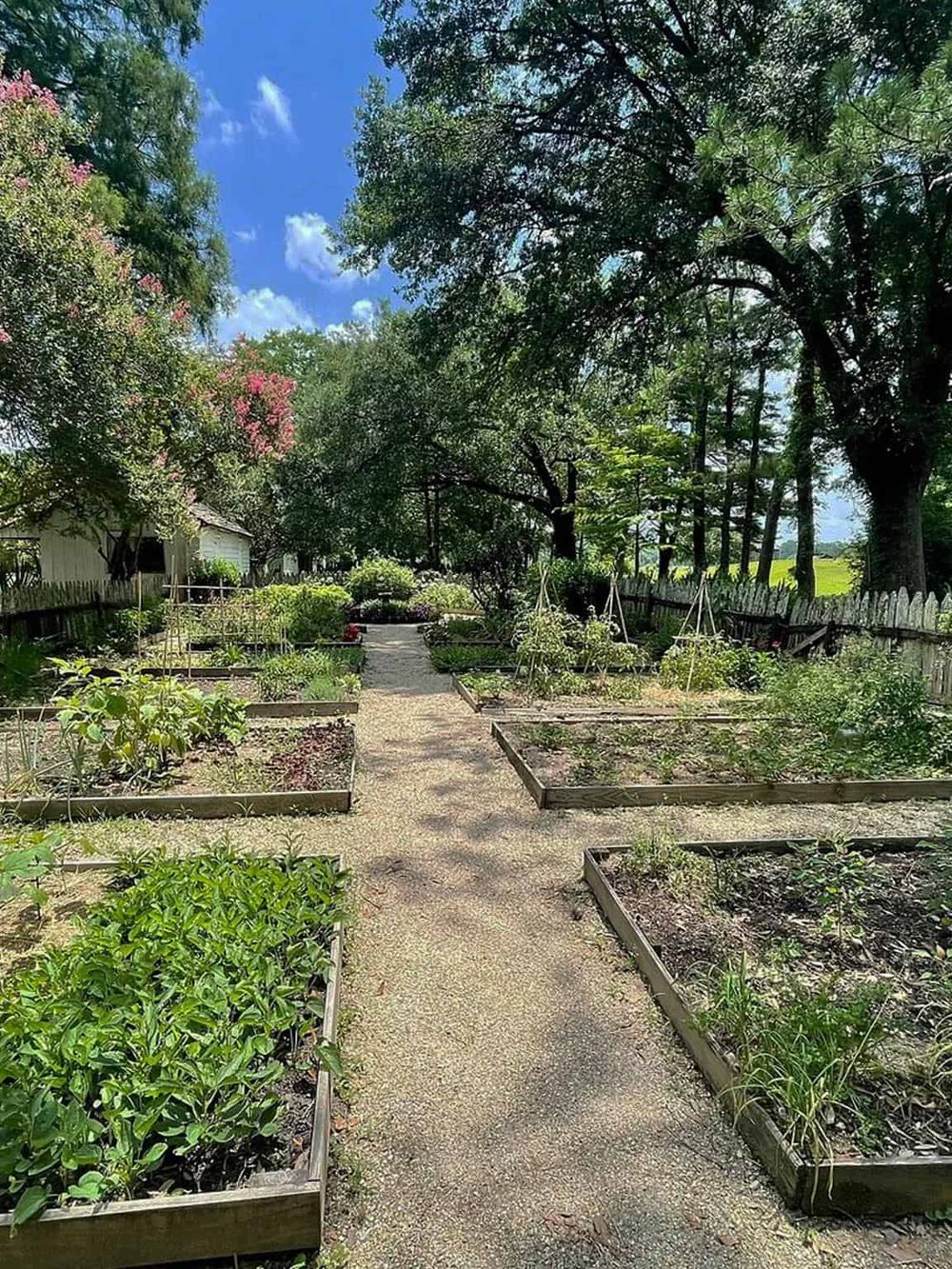 Lush community garden with raised beds, trees, and vibrant plants under a blue sky.